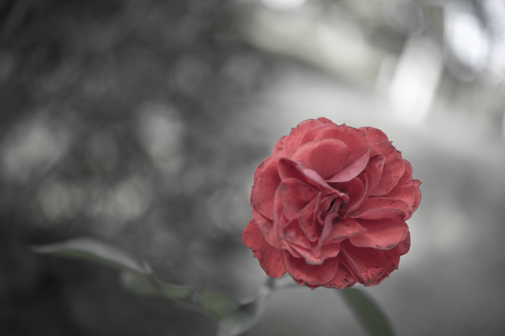 Nostalgic Rose