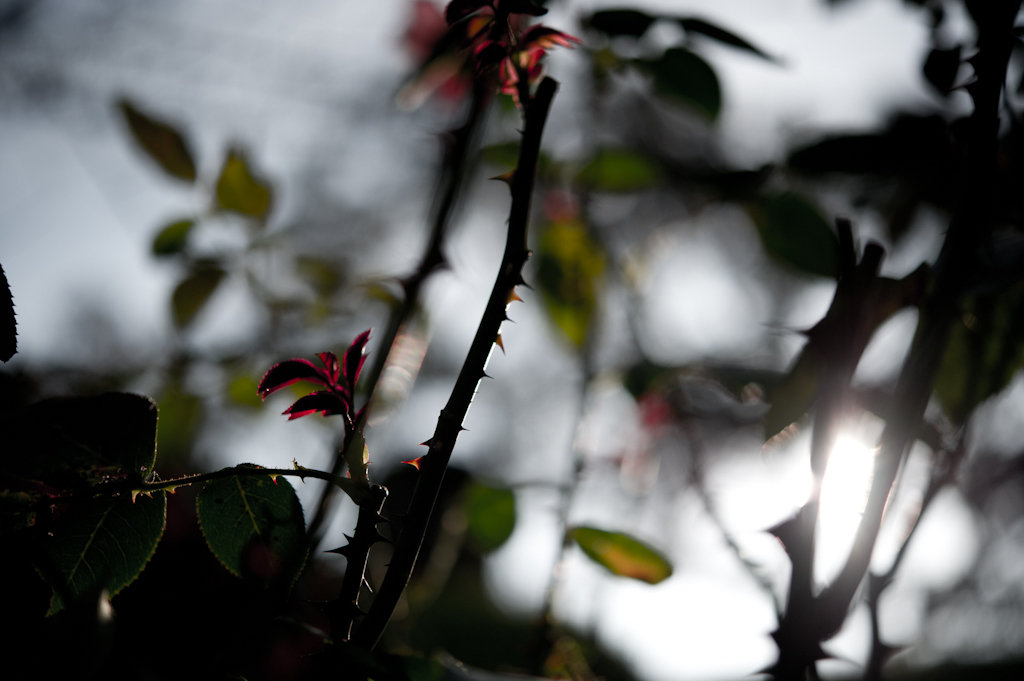 Prickles