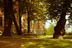 forest in Helsinki