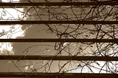 空を見上げてみました