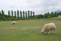 羊のいる風景