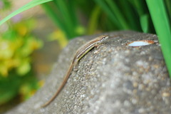 様子うかがい