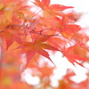 香嵐渓の紅葉０１