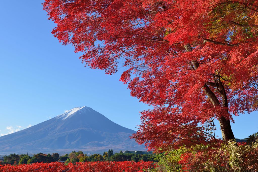 週末の富士山（新作323）