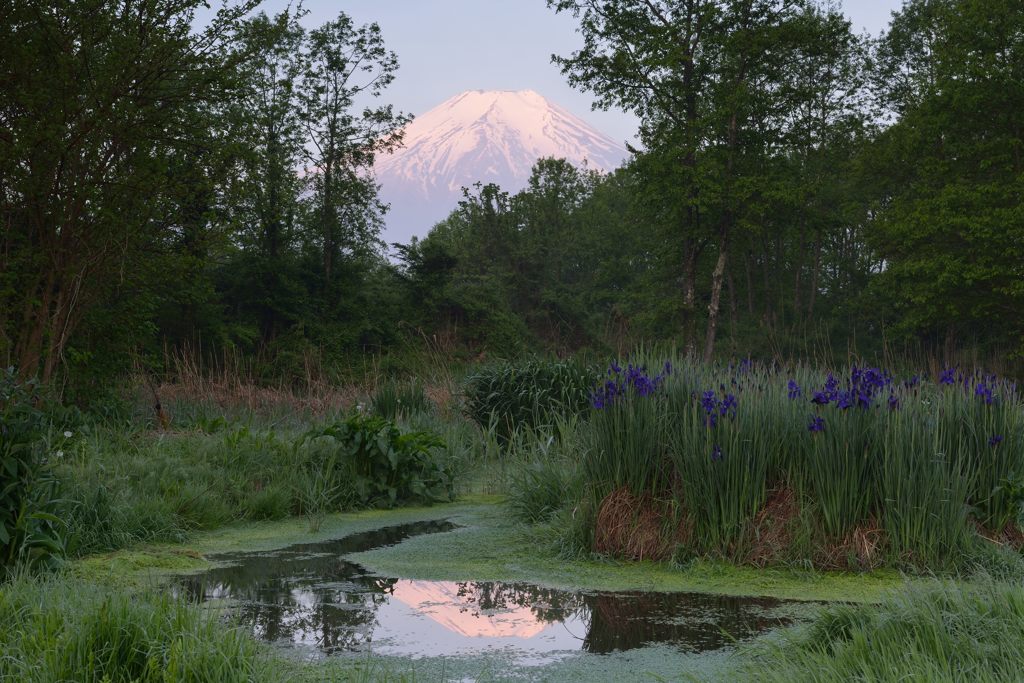 週末の富士山（新作656）