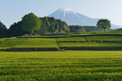 週末の富士山（新作846）