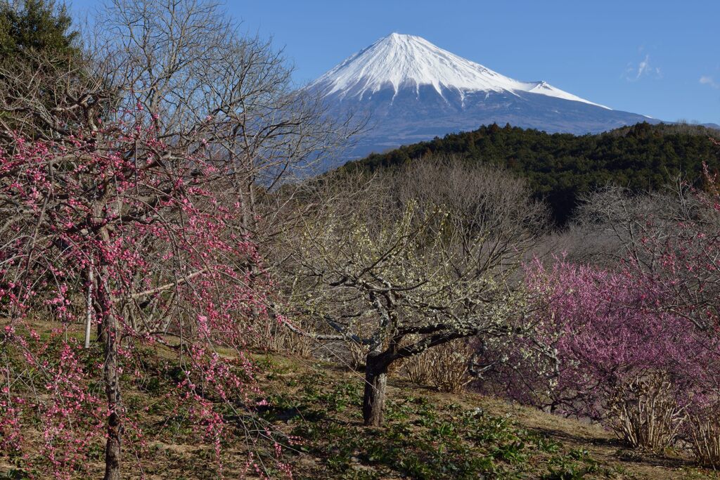 週末の富士山（新作1285）
