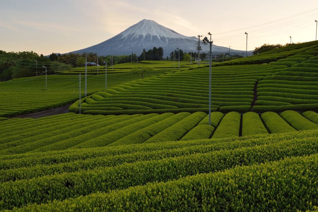 週末の富士山（新作1164）