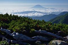 週末の富士山（新作971）