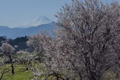 平日の富士山1063