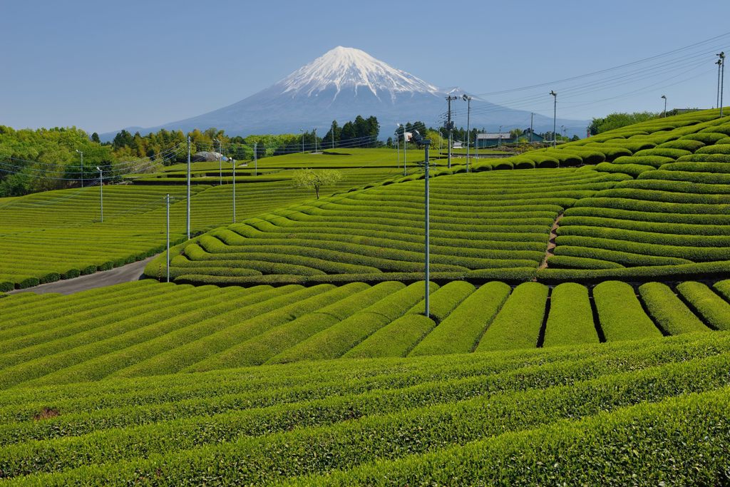 週末の富士山（新作618）