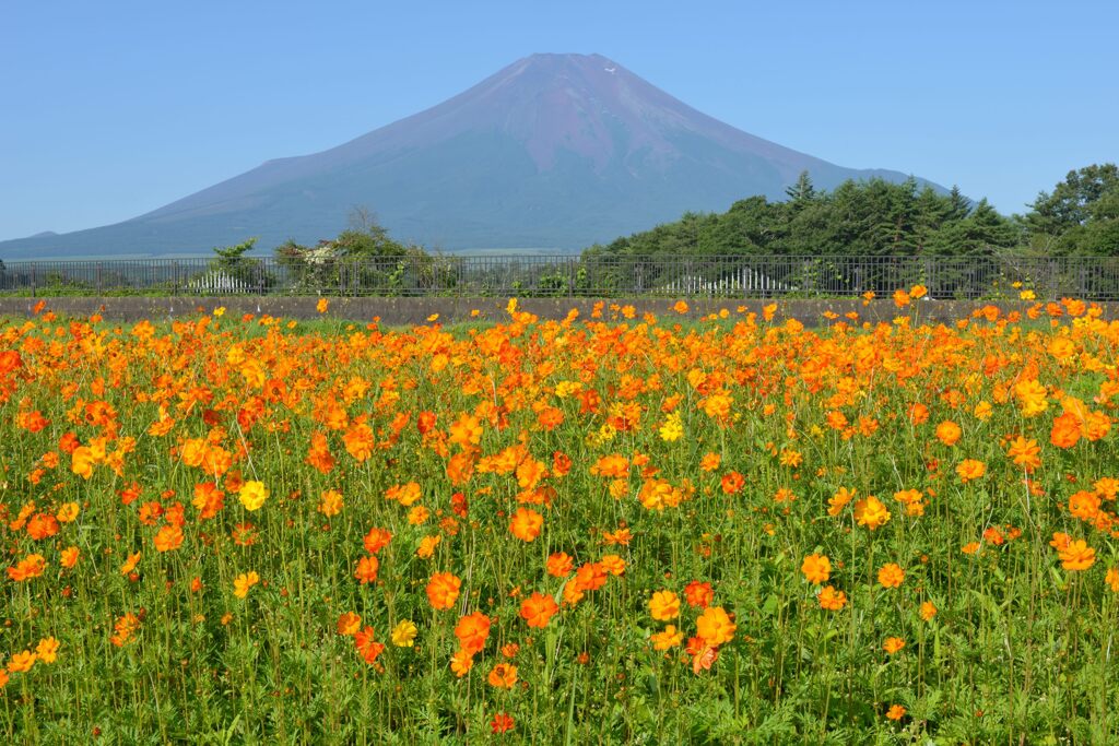 週末の富士山97
