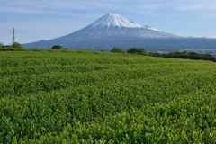 週末の富士山（新作1167）