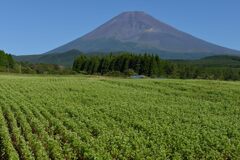 週末の富士山151