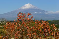 平日の富士山436