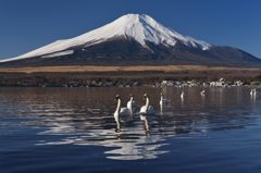 週末の富士山（新作99）