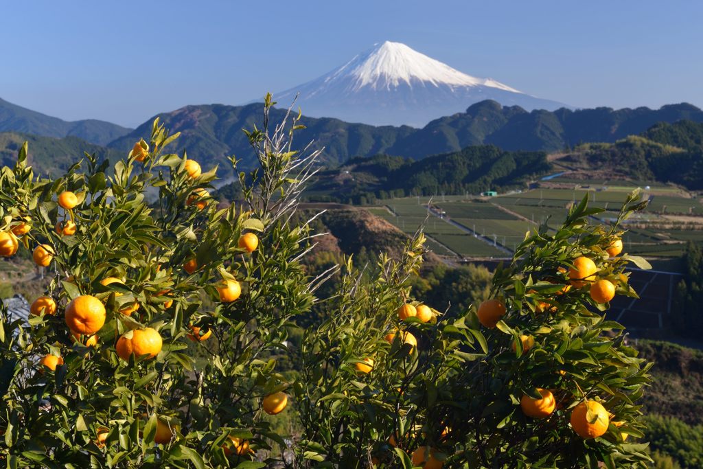週末の富士山（新作92）