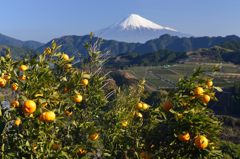 週末の富士山（新作92）