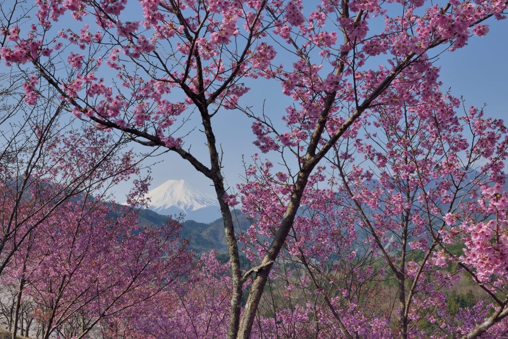 平日の富士山1099