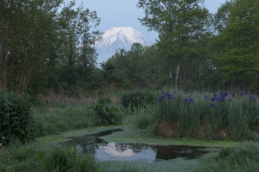 週末の富士山（新作655）