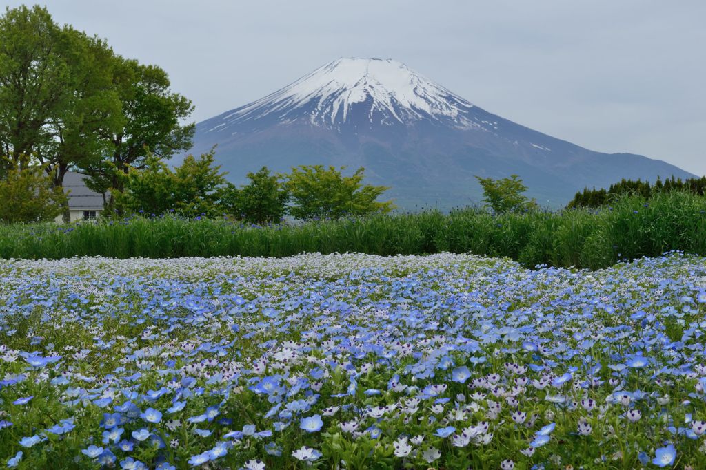 週末の富士山（新作895）