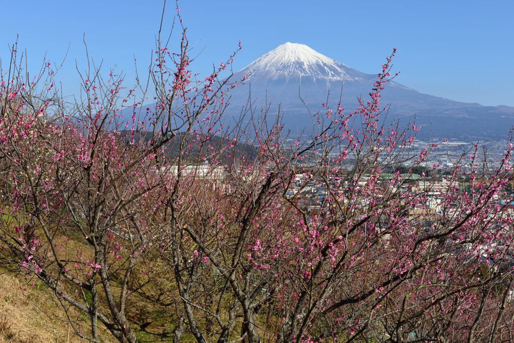 週末の富士山（新作555）