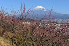 週末の富士山（新作555）