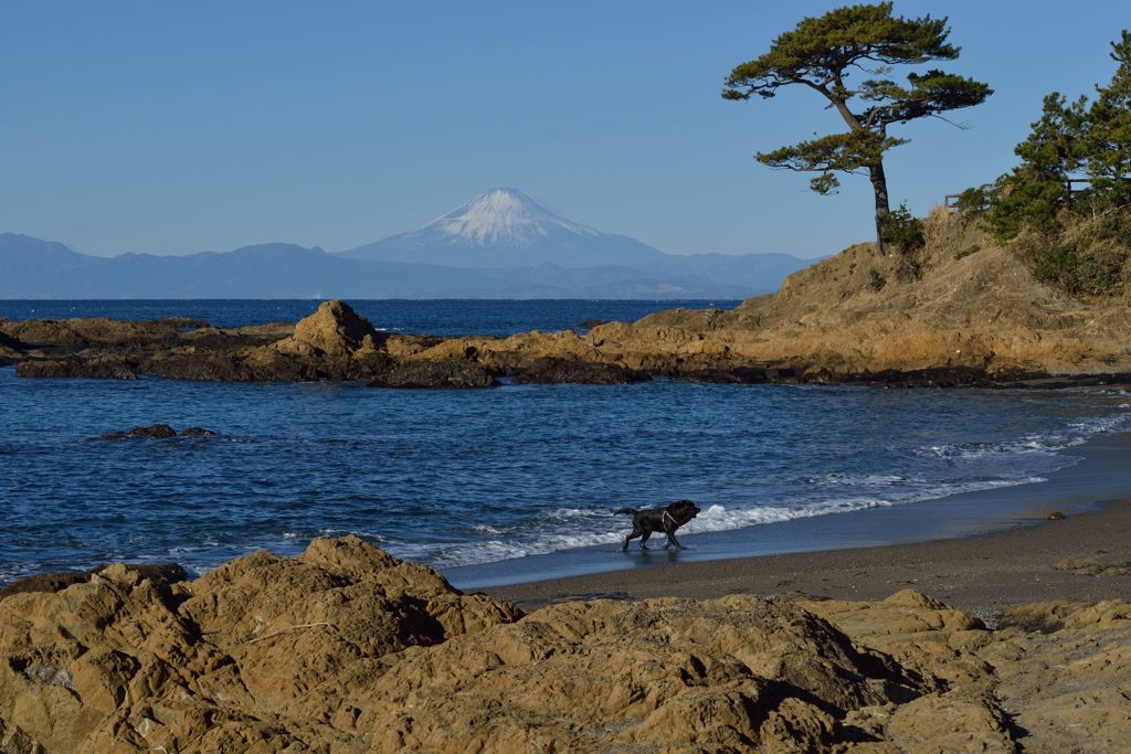 平日の富士山590