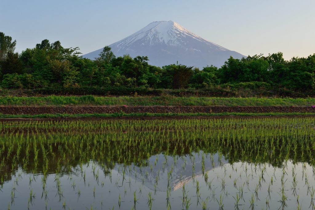 週末の富士山（新作668）
