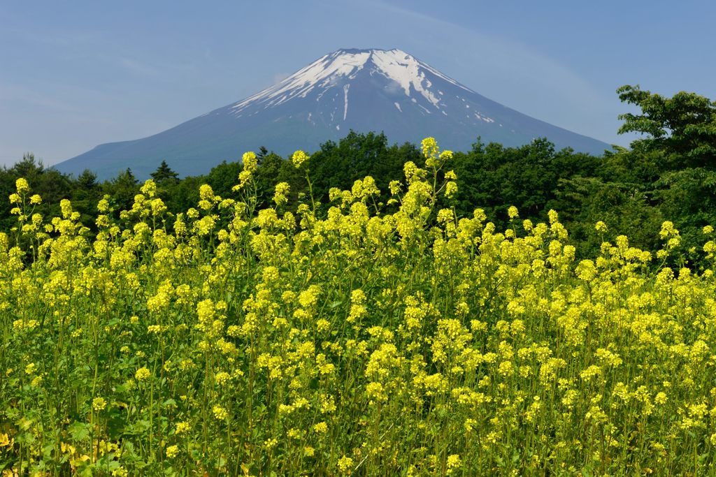 週末の富士山（新作685）