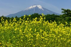 週末の富士山（新作685）