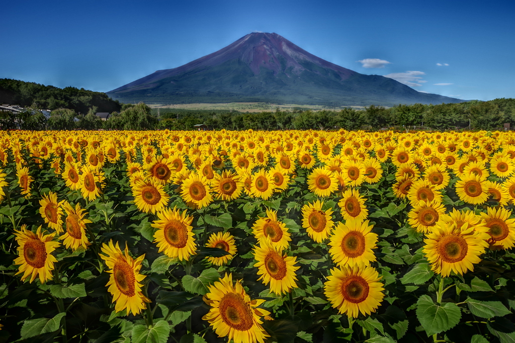 平日の富士山92