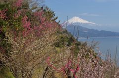 週末の富士山（新作163）