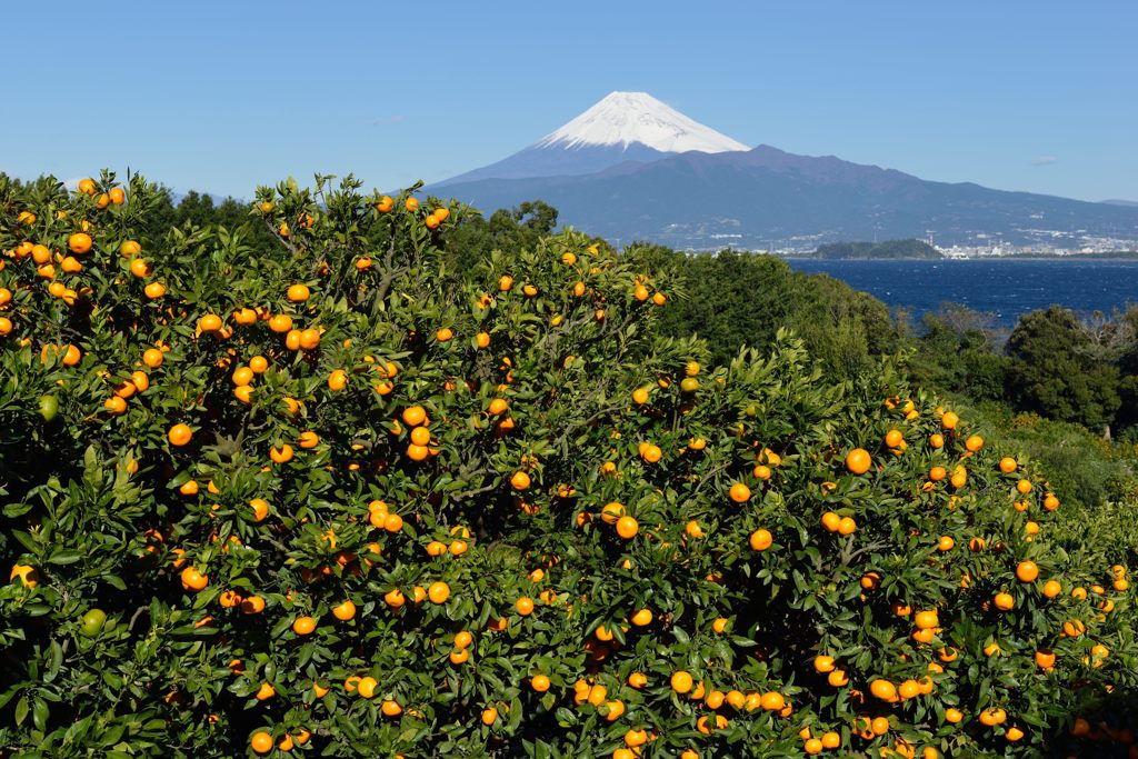 週末の富士山（新作340）
