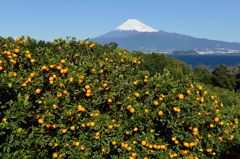 週末の富士山（新作340）