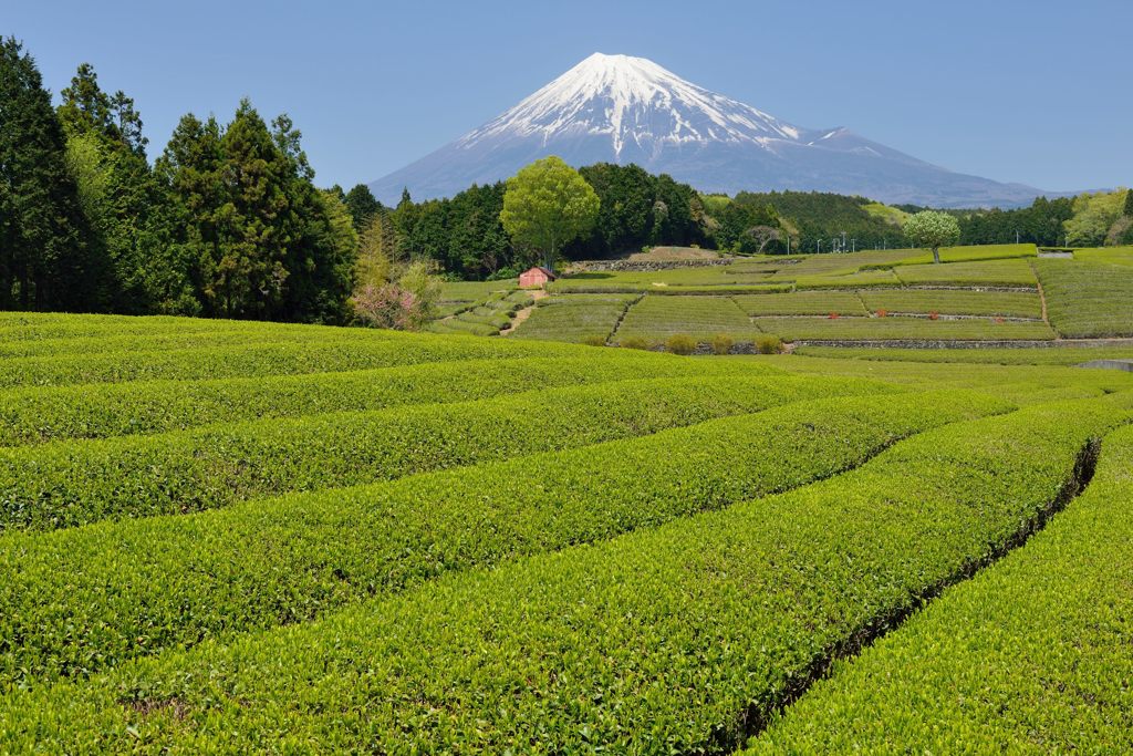 週末の富士山（新作626）