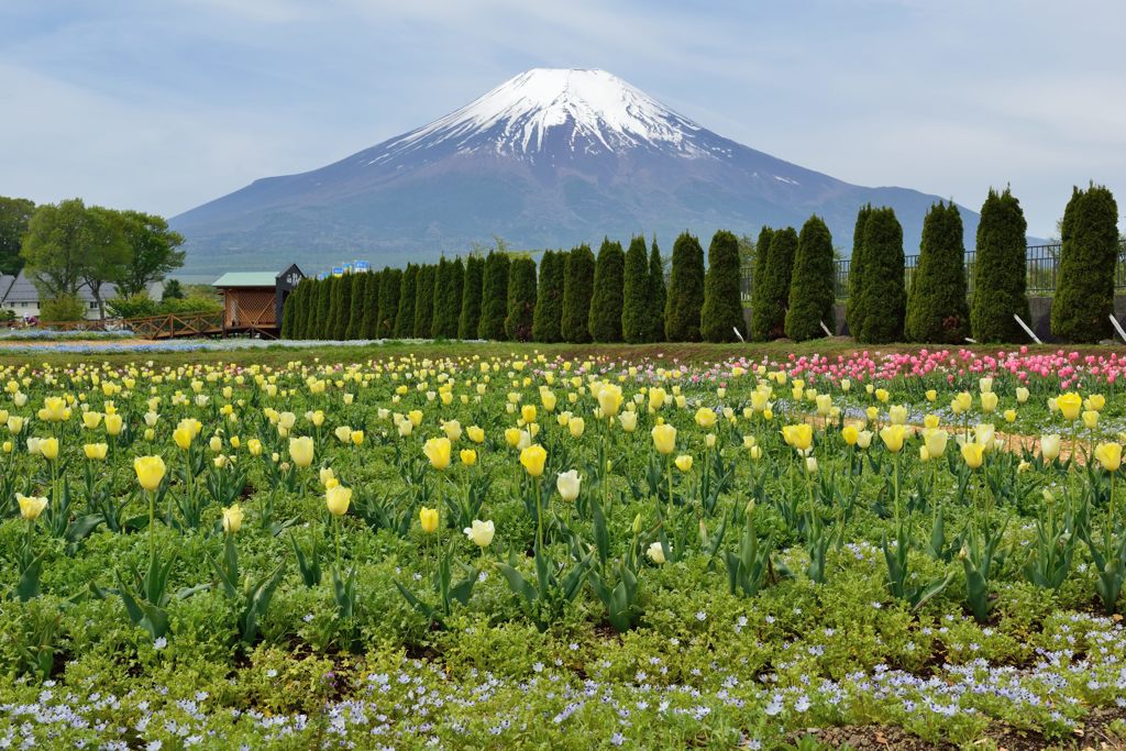 週末の富士山（新作892）