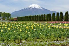 週末の富士山（新作892）