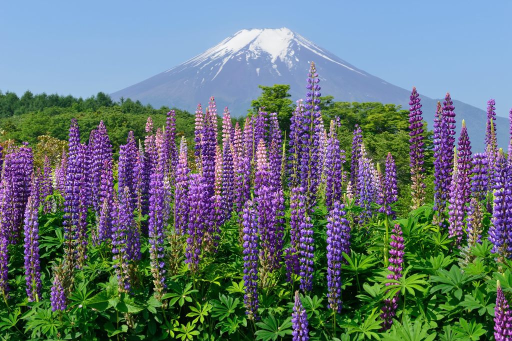 週末の富士山（新作905）