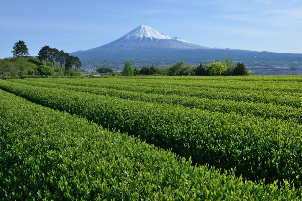 週末の富士山（新作1168）