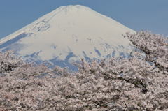 週末の富士山42