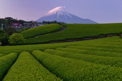 週末の富士山（新作452）