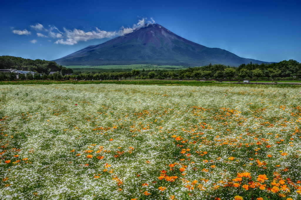 平日の富士山71