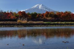 平日の富士山854