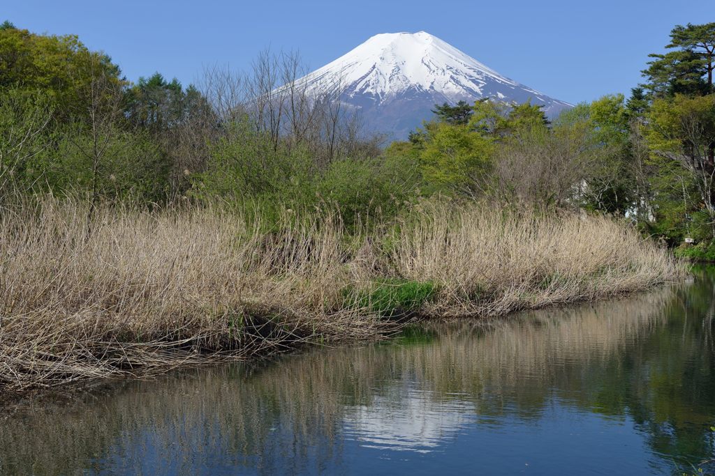 週末の富士山（新作834）