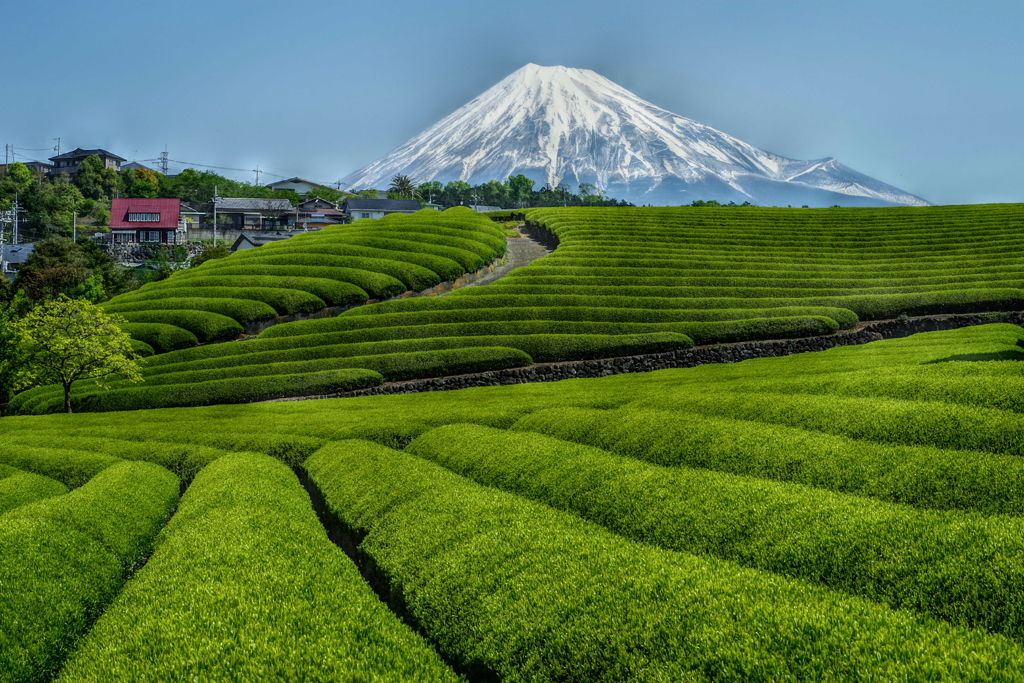 週末の富士山（新作645）