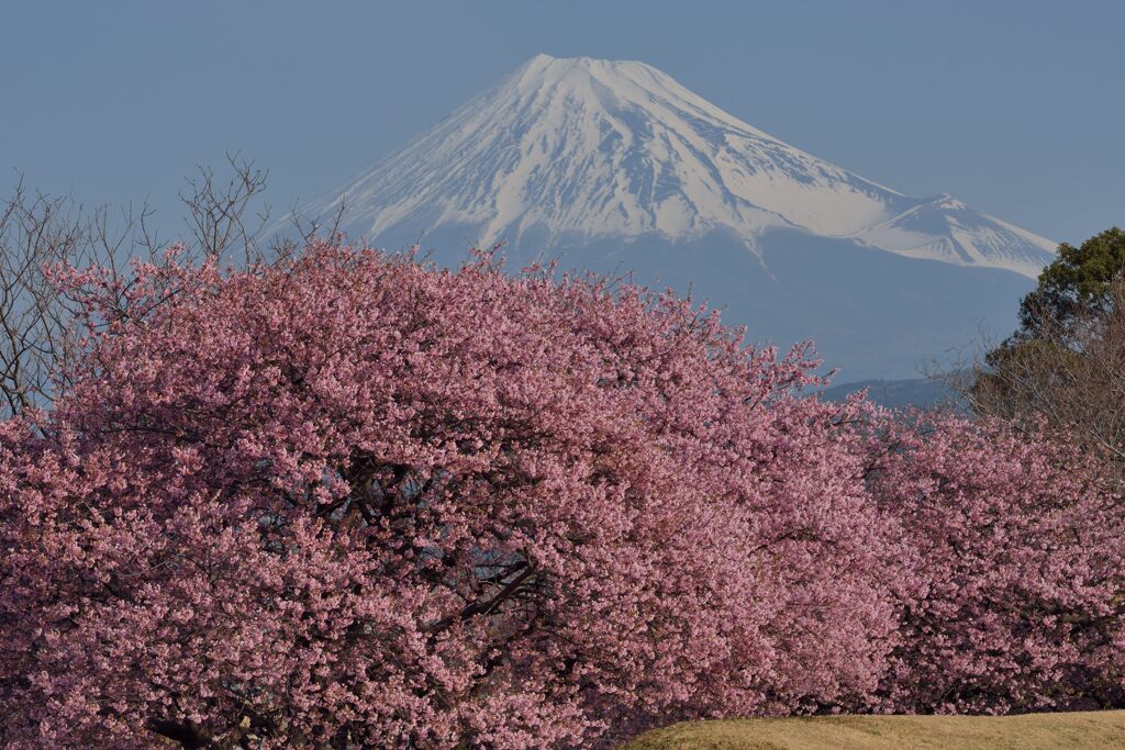 平日の富士山1036