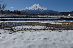 週末の富士山（新作1214）