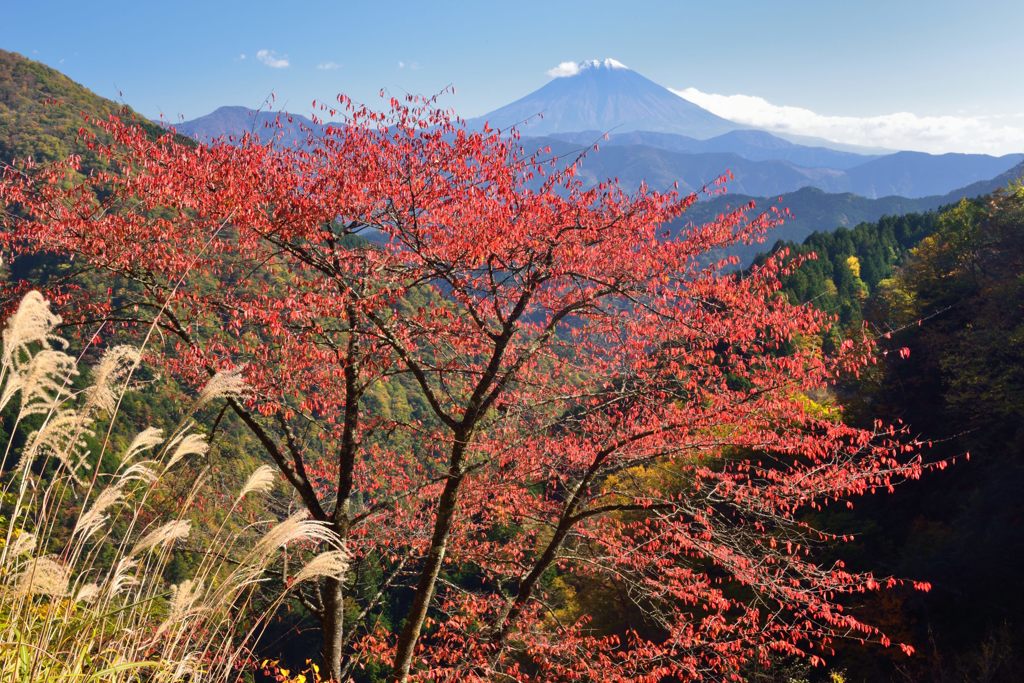 週末の富士山（新作59）
