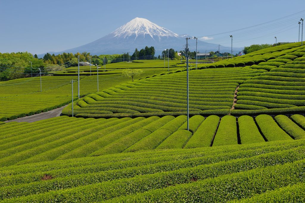週末の富士山（新作619）